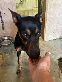 Caring For Beings 2021